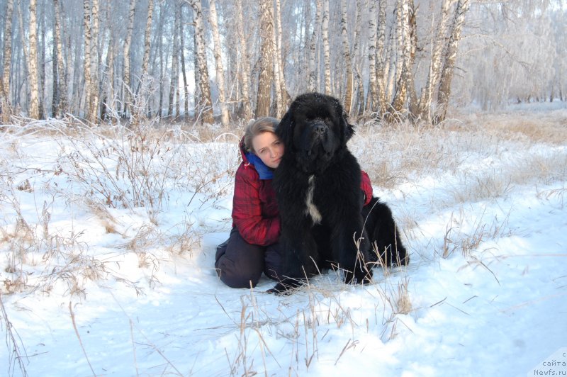 Фото: ньюфаундленд Даркфлайт Изумруд для Замка Мелвин (Darkflight Izumrud dlya Zamka Melvin)