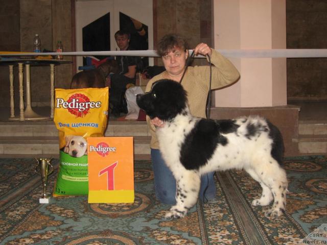 Фото: ньюфаундленд Плюшевая Панда Дениза для Берега Дона (Plushevaya Panda Deniza Dlja  Berega Dona)