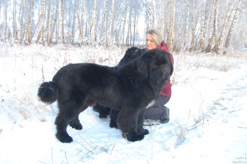 Фото: ньюфаундленд Даркфлайт Изумруд для Замка Мелвин (Darkflight Izumrud dlya Zamka Melvin)