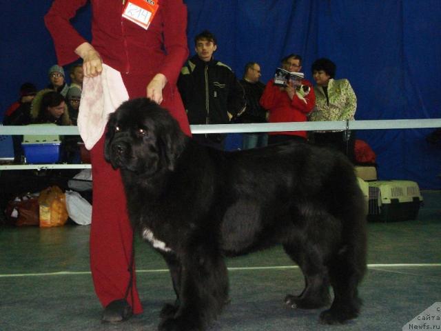Фото: ньюфаундленд Блэк Диамонд Агидель от Потапа Патриция (Black Diamond Agidel ot Potapa Patricia)