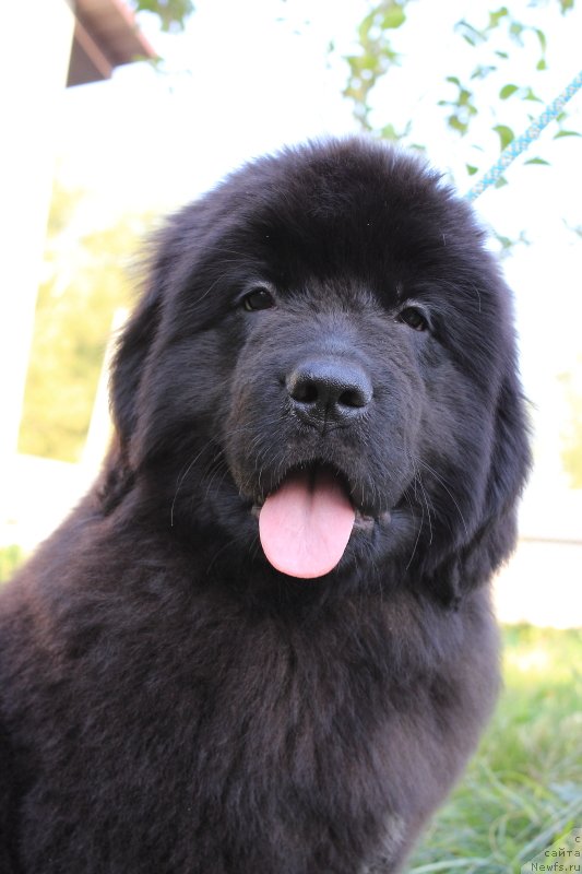 Фото: ньюфаундленд Кей Ту Футуре