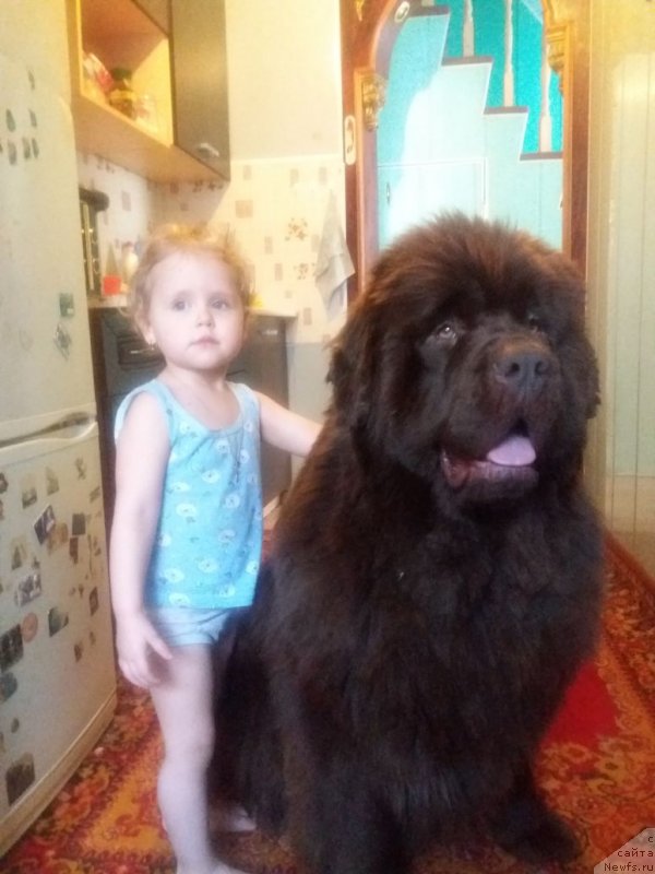 Фото: ньюфаундленд Браунблад МСК Бетани Эйс