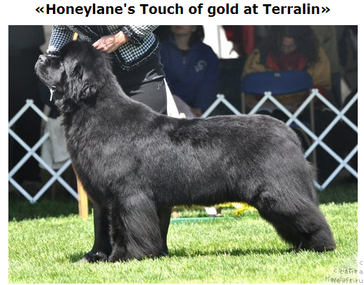 Фото: ньюфаундленд Honeylanes Touch of Gold at Terraline