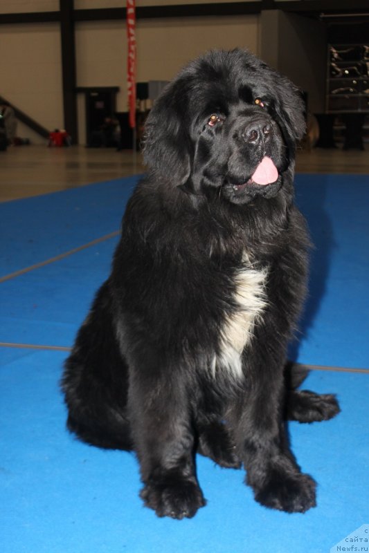 Фотография № 233416