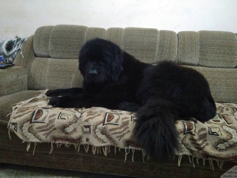 Фотография № 233417