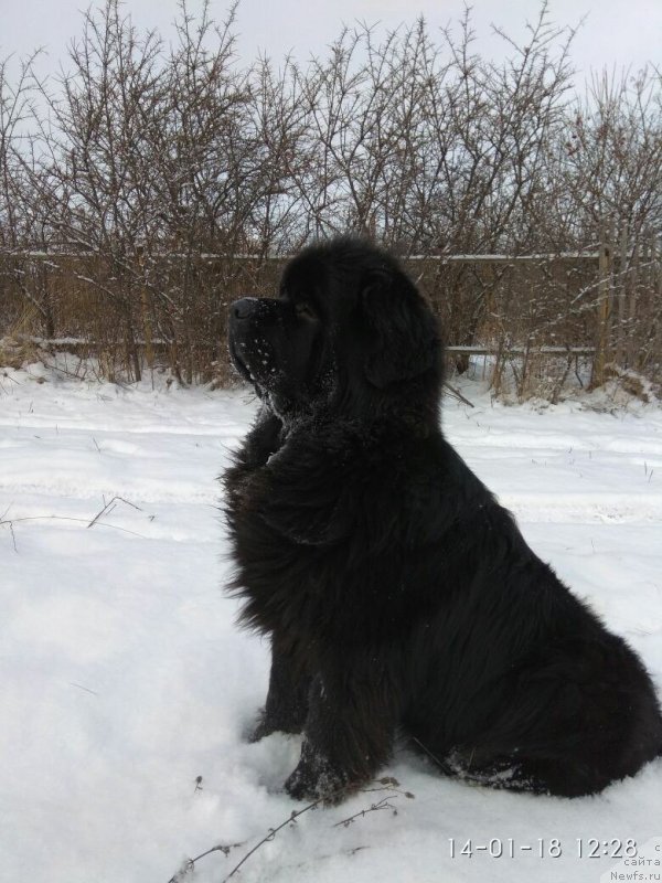 Фото: ньюфаундленд Терра Виктория Блюз Полнолунья