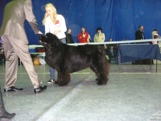 Фото: ньюфаундленд О Блек Диамонд Литтл Беар (O Black Diamond Little Bear)
