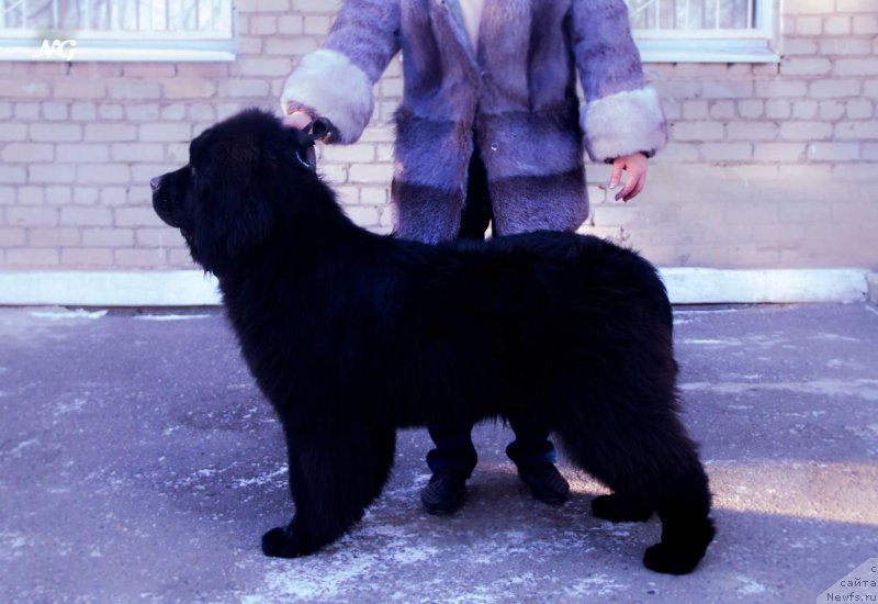 Фотография № 233458