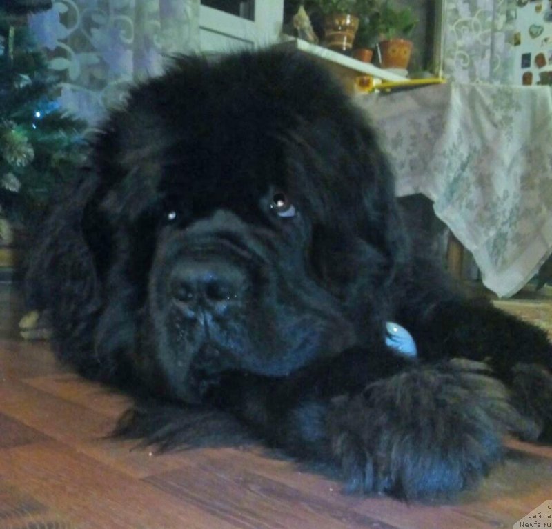 Фотография № 233461