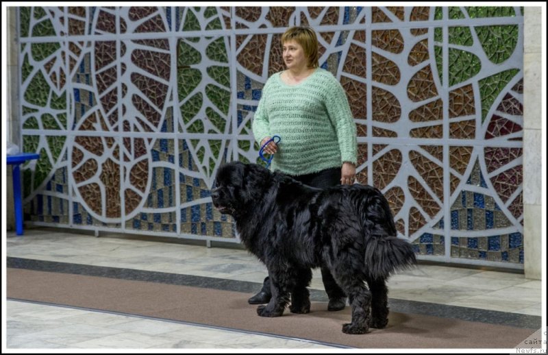 Фото: ньюфаундленд Пьер Ливи