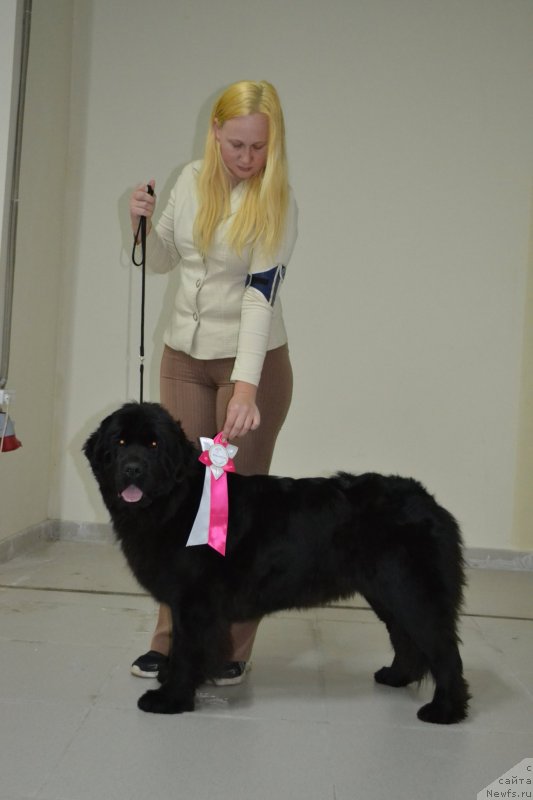 Фото: ньюфаундленд Май Френд Ньюфи Лавендэ Палм (May Frend Newfy Lavender Palm)