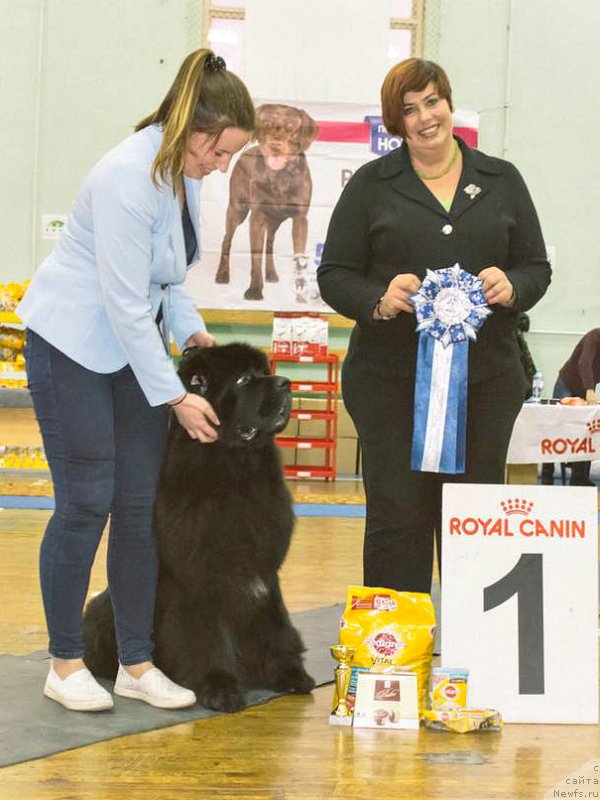 Фото: ньюфаундленд Смигар Танго ин зе Найт (Smigar Tango in the Night), Екатерина Зайцева