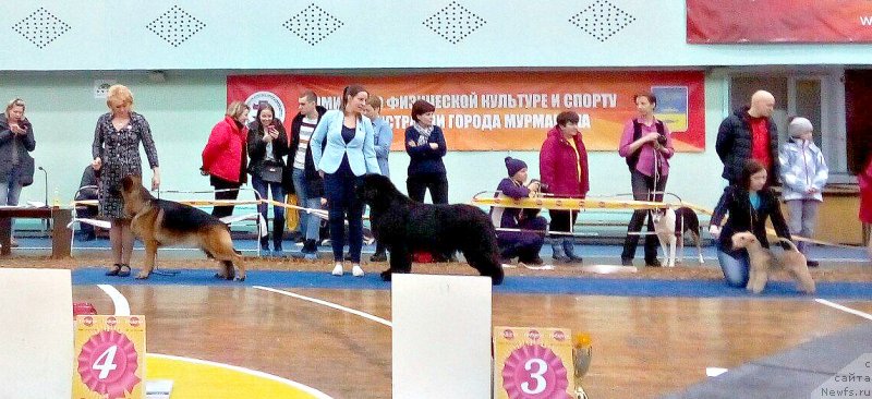 Фото: ньюфаундленд Смигар Танго ин зе Найт (Smigar Tango in the Night), Екатерина Зайцева