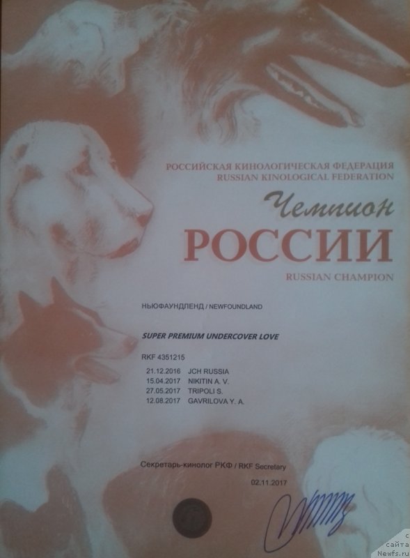 Фото: ньюфаундленд Супер Премиум Ундерковер Лове (Super Premium Undercover Love)