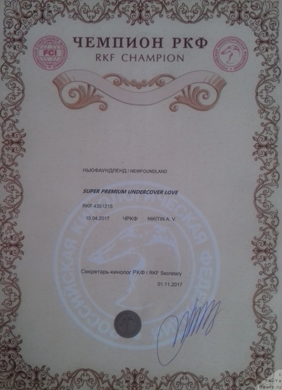 Фото: ньюфаундленд Супер Премиум Ундерковер Лове (Super Premium Undercover Love)
