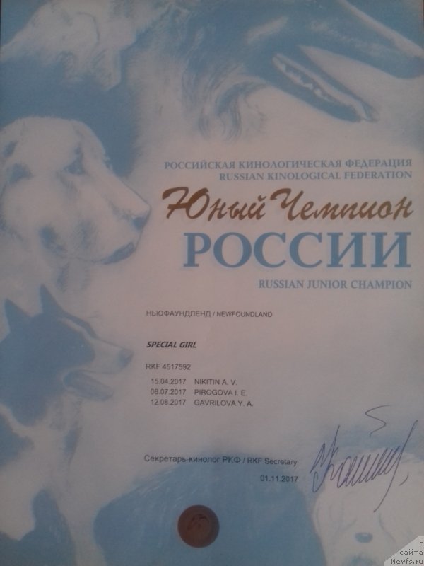 Фото: ньюфаундленд Специал Герл (Special Girl)