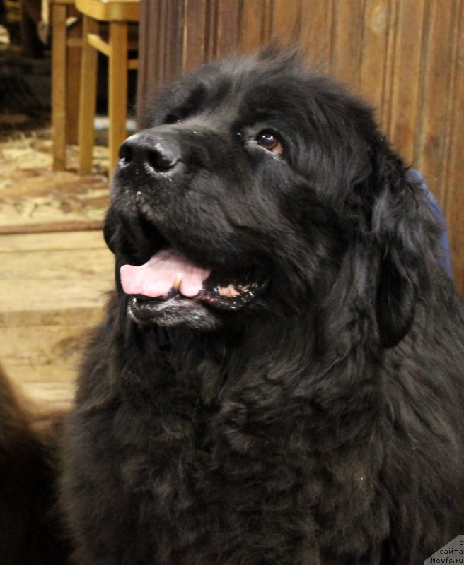 Фото: Альянс