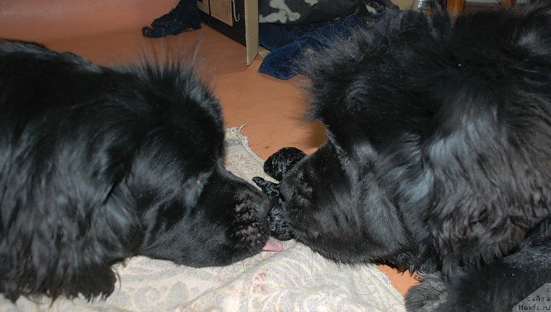 Фотография № 233502