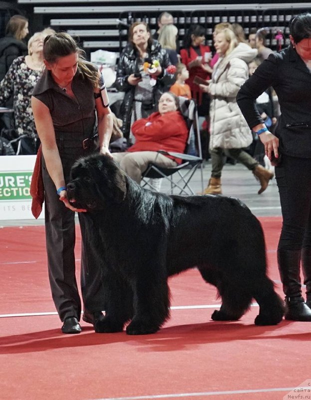 Фото: Виктор Хрищанович, ньюфаундленд И’мнотрэйзинг Дабтс из Волотова (I’mnotraising Doubts iz Volotova)