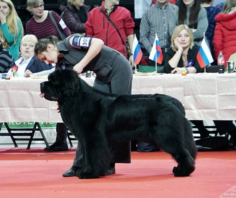 Фото: Виктор Хрищанович, ньюфаундленд И’мнотрэйзинг Дабтс из Волотова (I’mnotraising Doubts iz Volotova)
