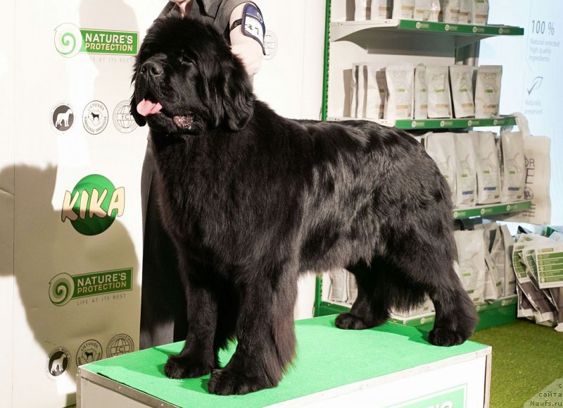 Фото: Виктор Хрищанович, ньюфаундленд И’м Mинт ту би зэ Топ из Волотова (I’m Meant to be The Top iz Volotova)