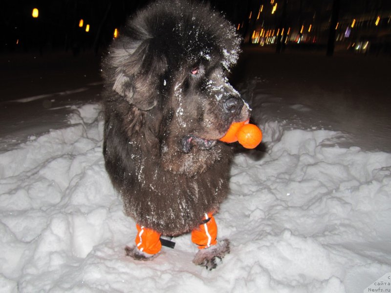 Фотография № 233514