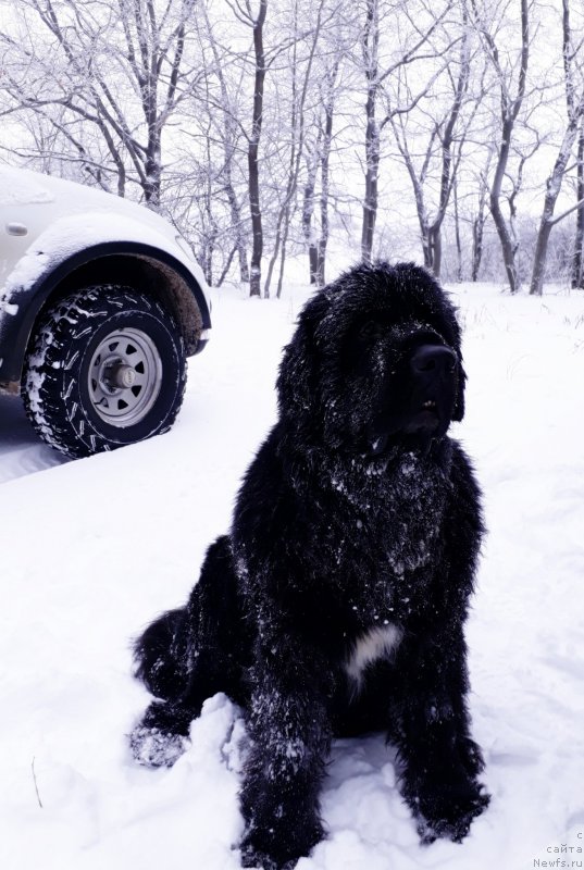 Фото: ньюфаундленд Черный Балу Лорд-Канцлер (Cherniy Balu Lord-Kantsler)