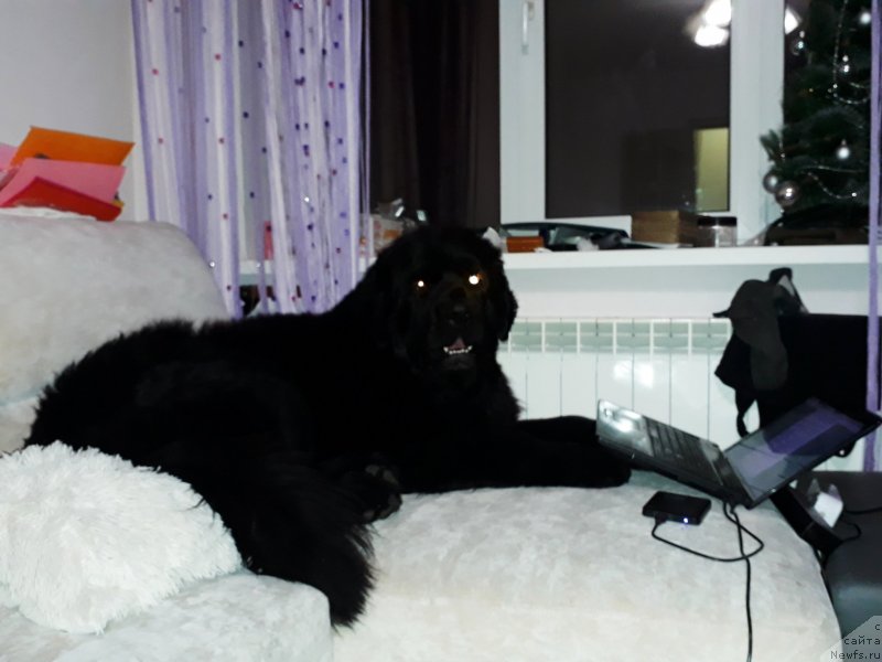 Фотография № 233519