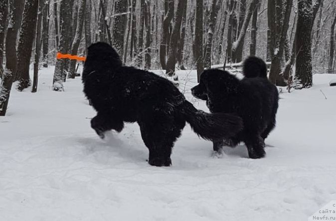 Фото: ньюфаундленд Черный Балу Лорд-Канцлер (Cherniy Balu Lord-Kantsler), ньюфаундленд Инвайтинг Лук оф Лав (Inviting Look of Love)