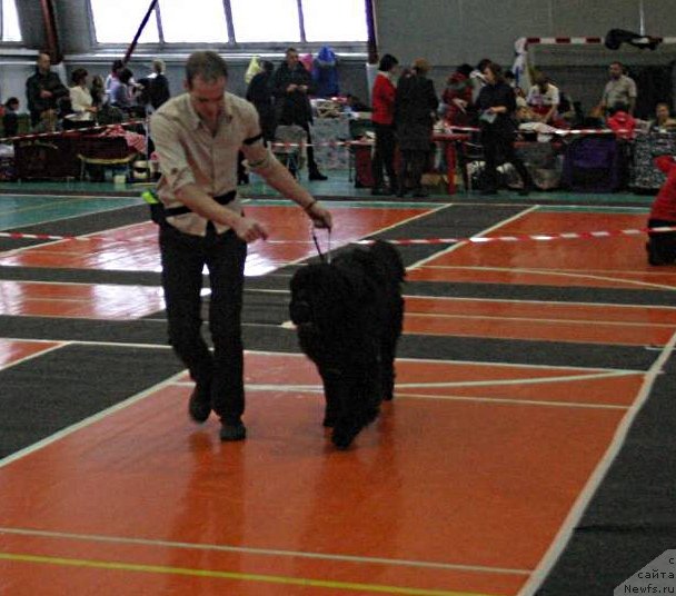 Фото: ньюфаундленд Черный Балу Лорд-Канцлер (Cherniy Balu Lord-Kantsler)