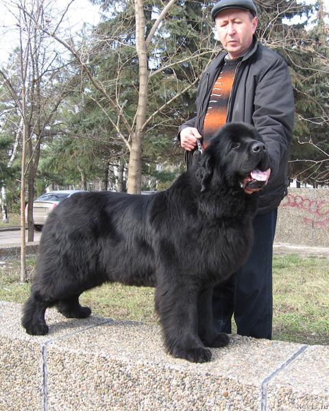 Фото: ньюфаундленд Виктория с Золотого Праздника