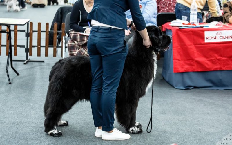 Фотография № 233538