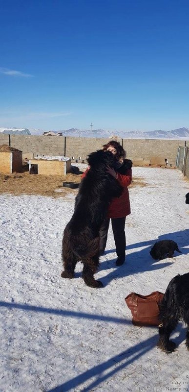 Фото: ньюфаундленд Джек Пот от Сибирского Медведя