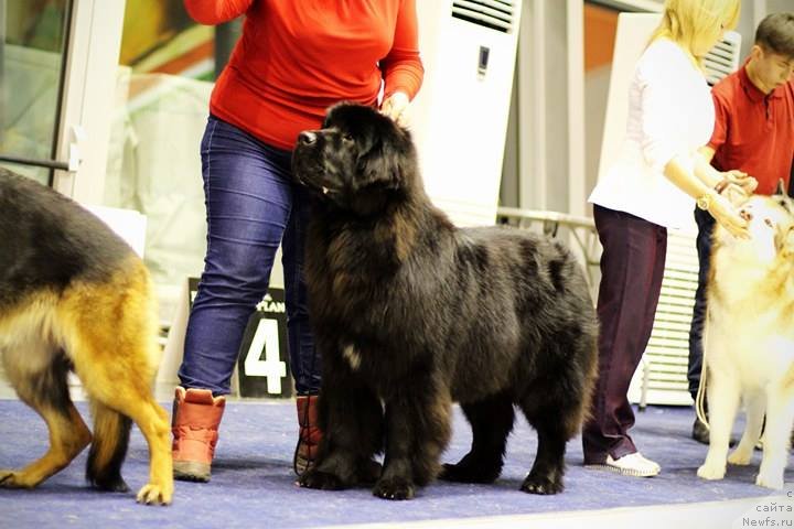 Фото: ньюфаундленд Ньюфорт Карамель для Стражей Татарстана (Njufort Karamel Dlya Strazhey Tatarstana)