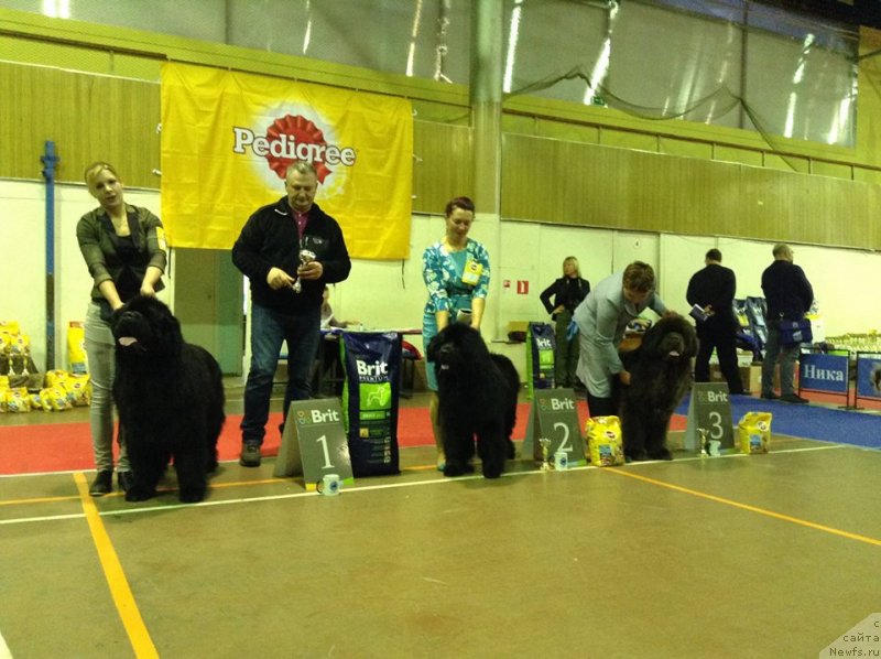 Фото: ньюфаундленд Злато Волмари Босс