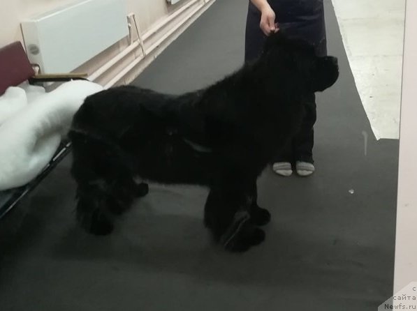 Фото: ньюфаундленд Ньюфорт из Пены Морской Афродита (Njufort iz Peni Morskoy Afrodita)