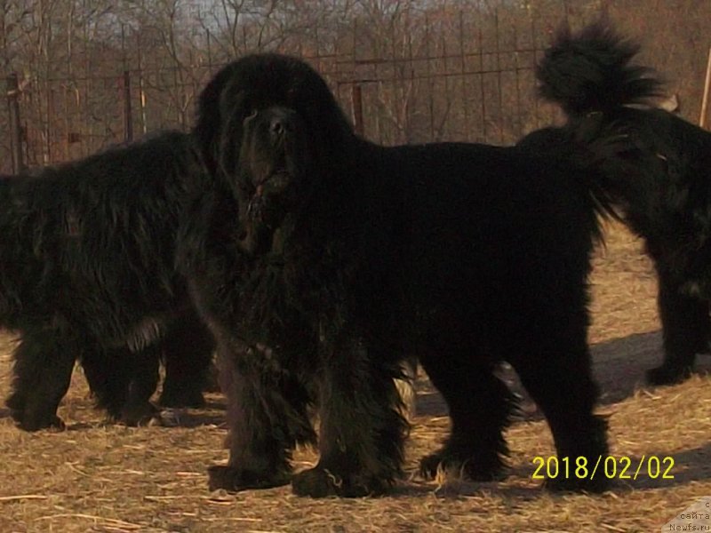 Фото: ньюфаундленд Супер Премиум Микадо (Super Premium Mikado)