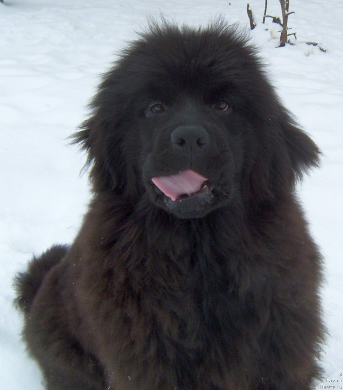 Фотография № 233554