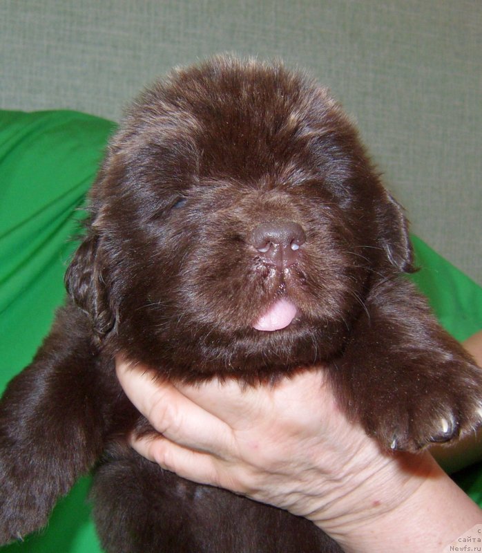 Фотография № 233557