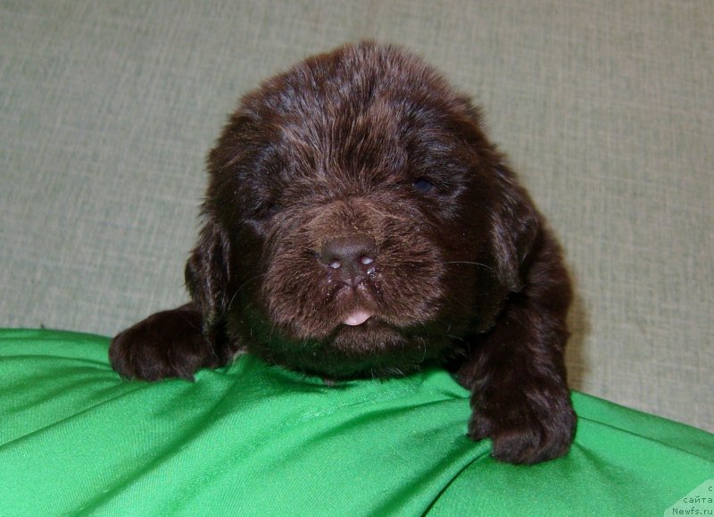 Фотография № 233559