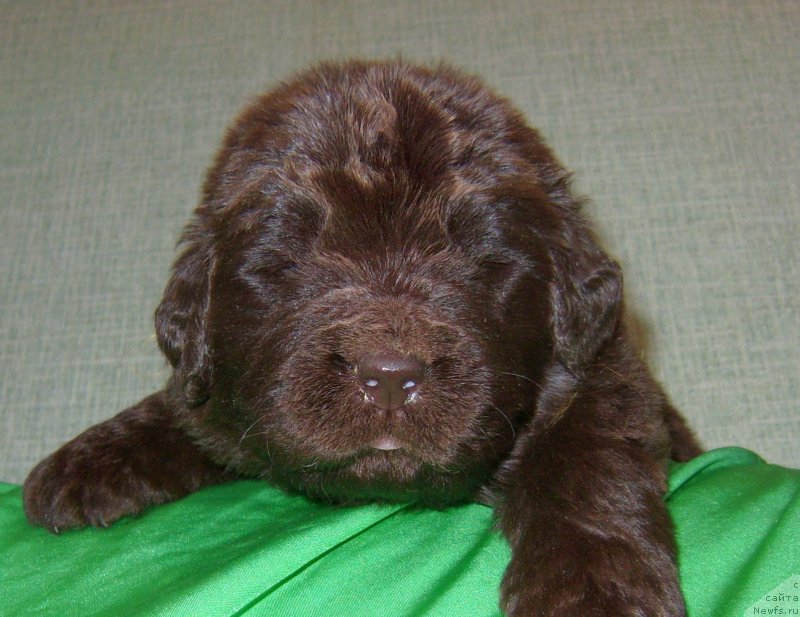 Фотография № 233562