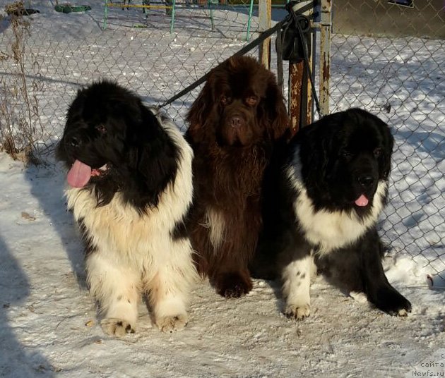 Фотография № 233564