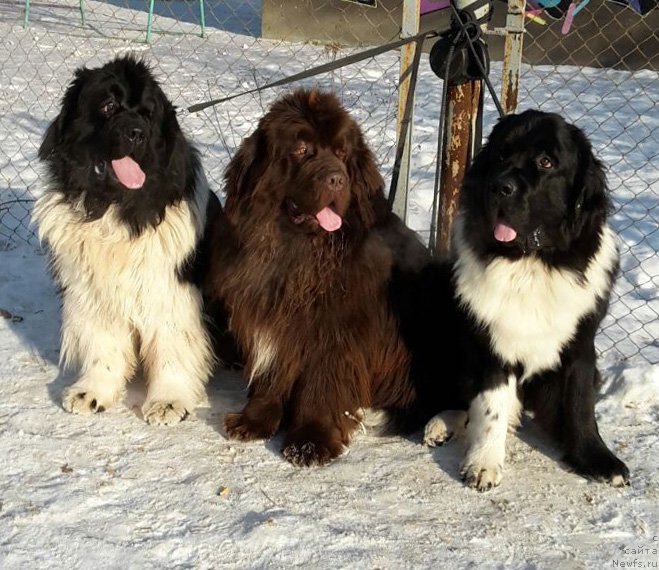 Фотография № 233565