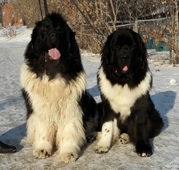 Фотография № 233567