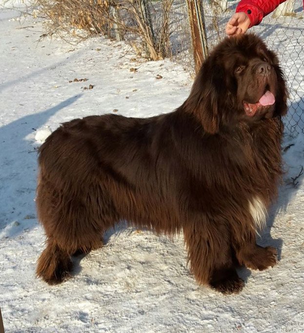 Фото: ньюфаундленд Супер Бизон Отис Тобиас