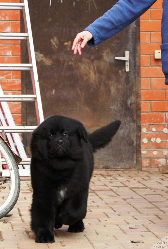 Фото: ньюфаундленд Жемчужина Кубани Королева Кубани