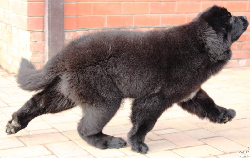 Фото: ньюфаундленд Жемчужина Кубани Королева Кубани