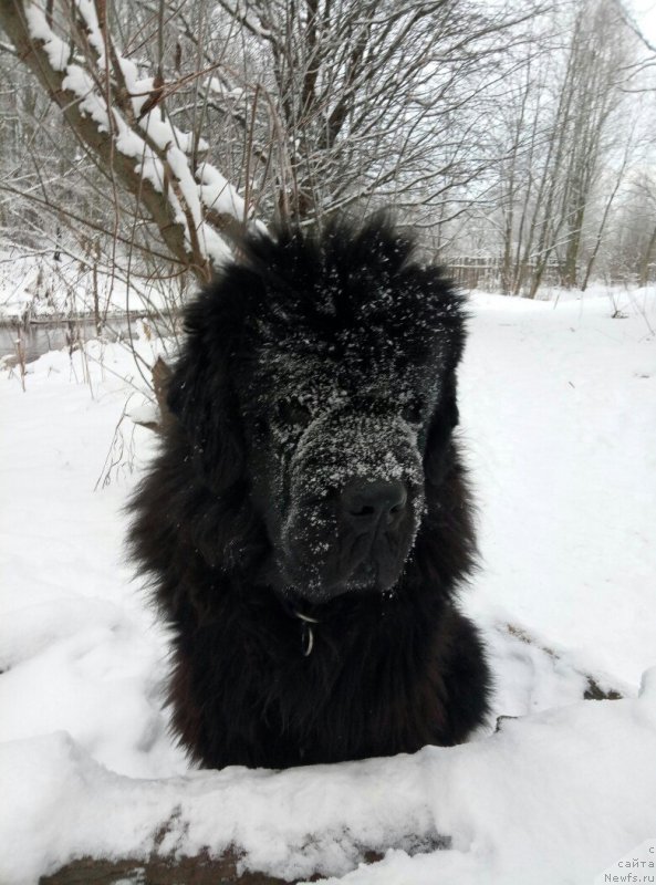 Фото: ньюфаундленд Ютуб Фор Ю