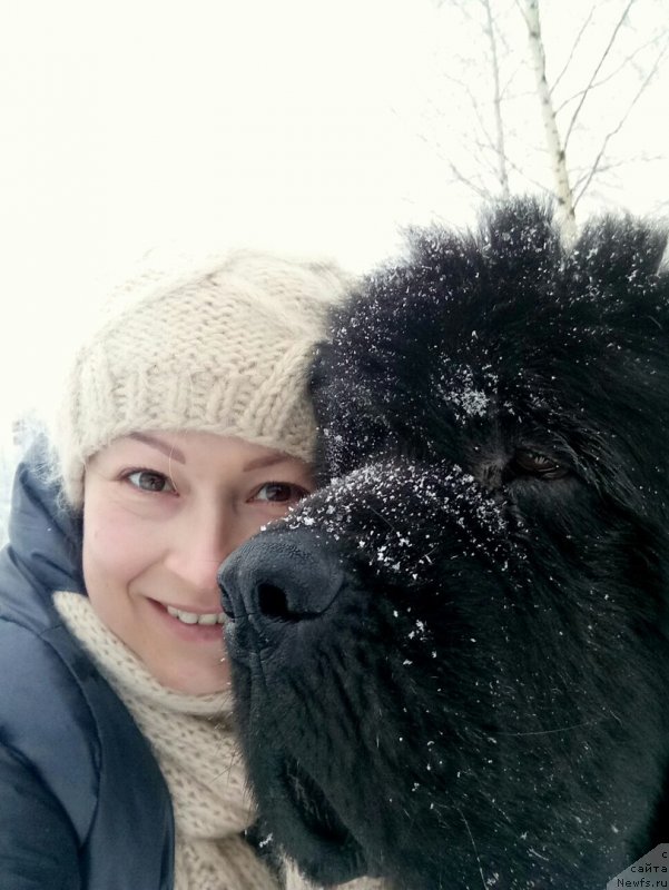 Фото: ньюфаундленд Ютуб Фор Ю