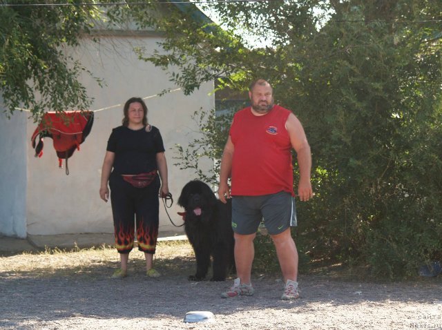 Фото: ньюфаундленд Матвей с Берега Дона (Matvey s Berega Dona), Лилиана Рахматова, Юрий Малев